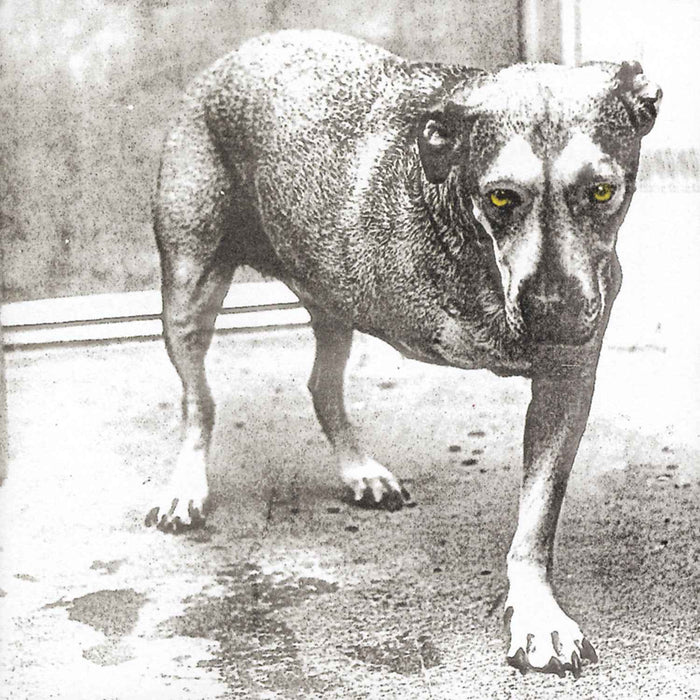 Alice In Chains - Alice In Chains (30th Anniversary Reissue) [Color Vinyl] [2LP] - Vinyl