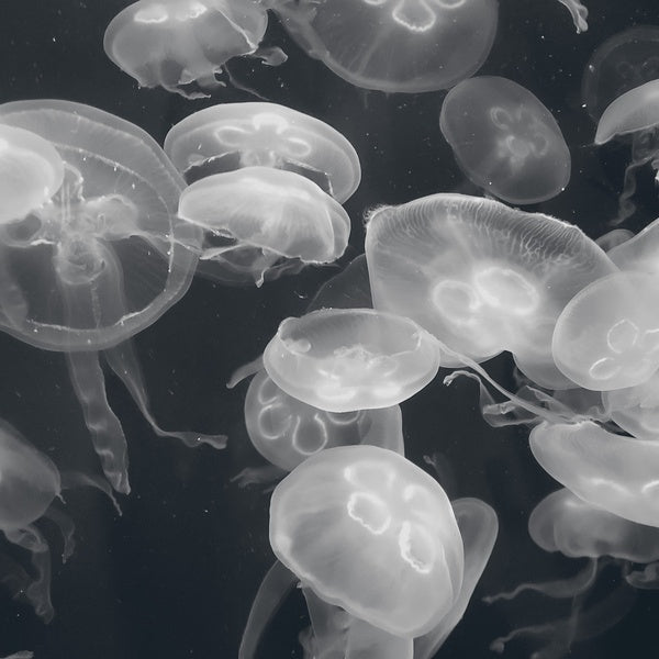 BRAD E. ROSE - Annular Silhouettes - CD