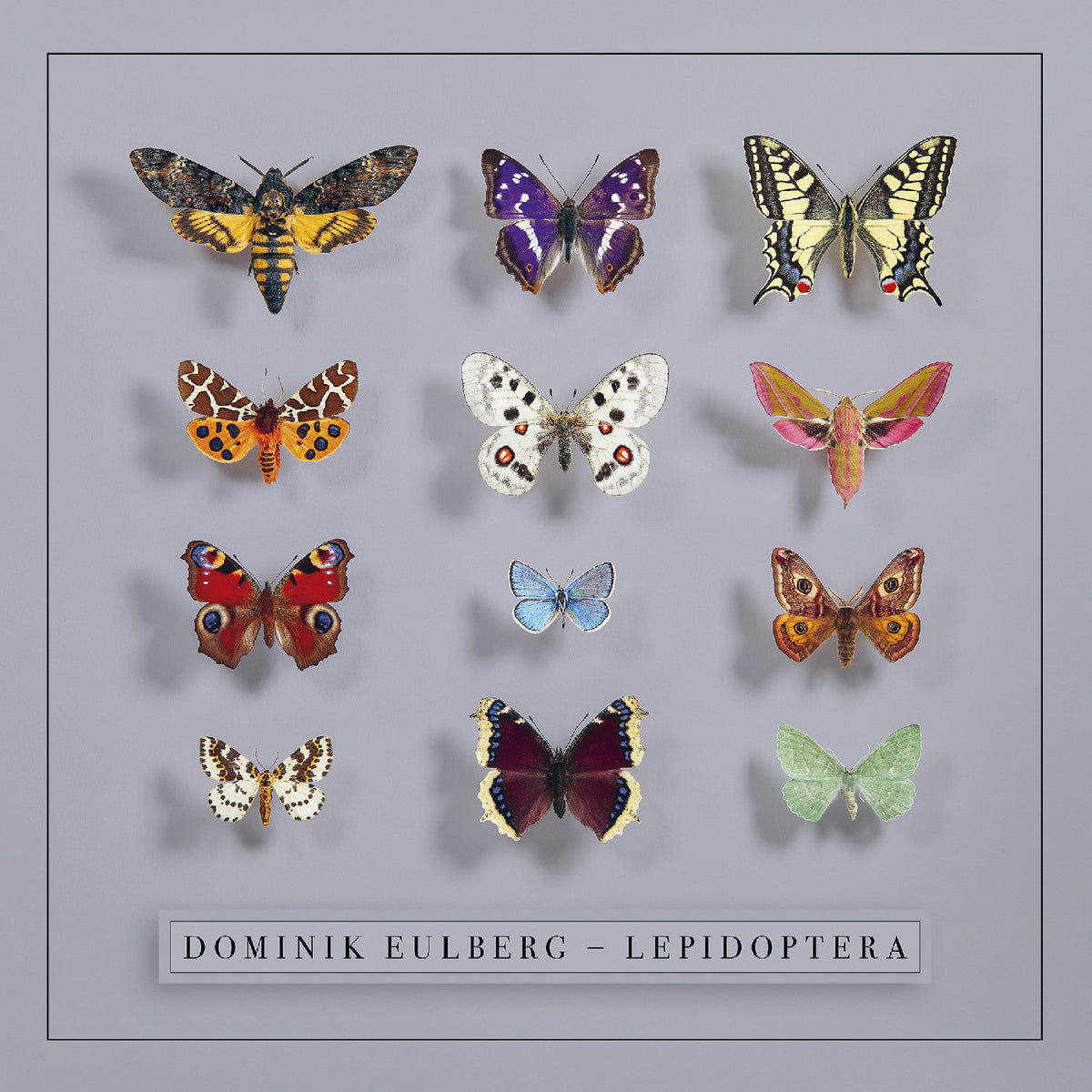 Dominik Eulberg - Lepidoptera - Vinyl