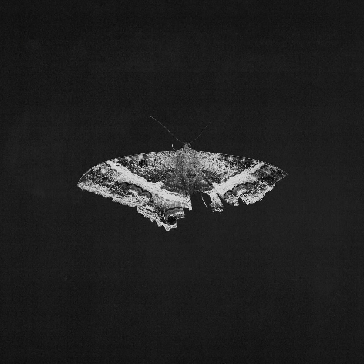 Kendrick Lamar - To Pimp A Butterfly (10 Year Anniversary Edition) - Alternate Artwork [180G 2 Lp] - Vinyl