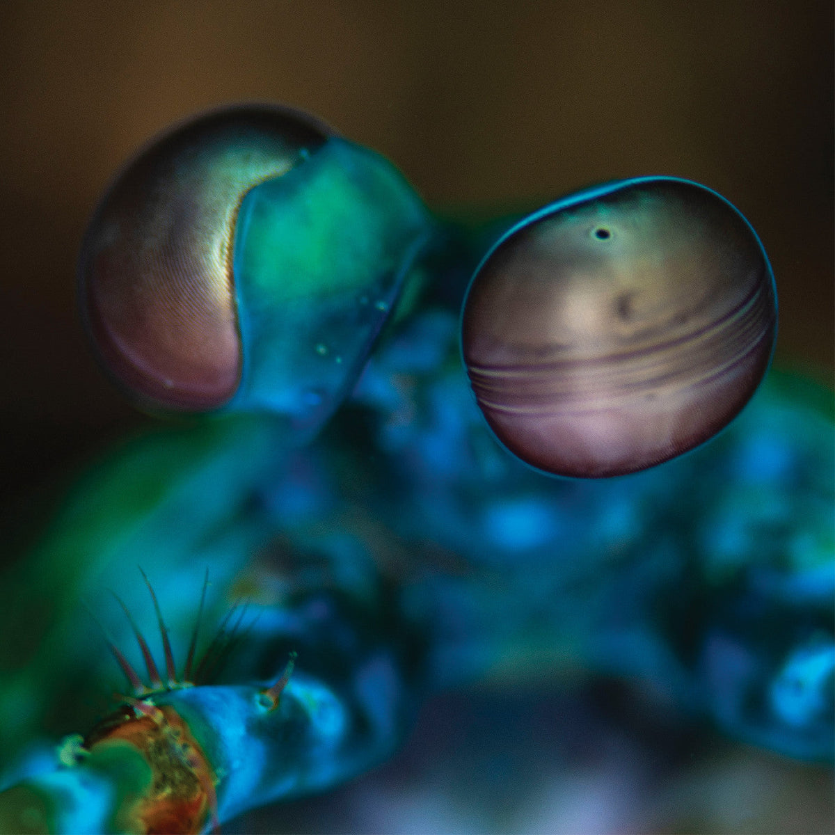 MELVIN GIBBS - Amasia: Anamibia Sessions 2 - Vinyl