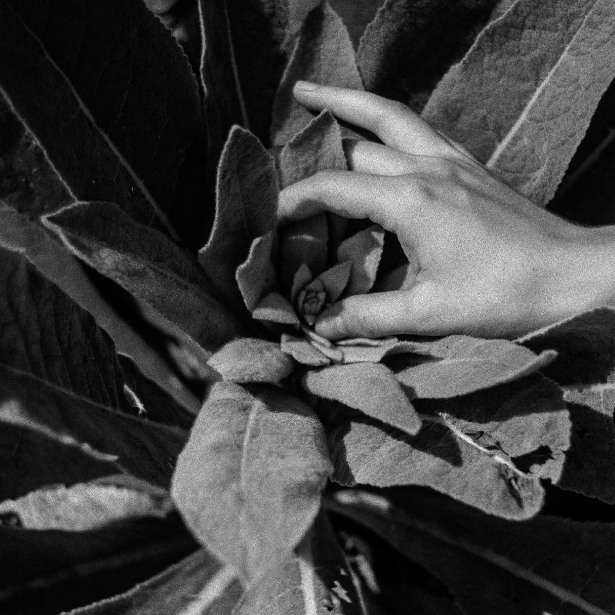 Nanook Of The North - Heide (Indie Exclusive Silver Vinyl) - Vinyl