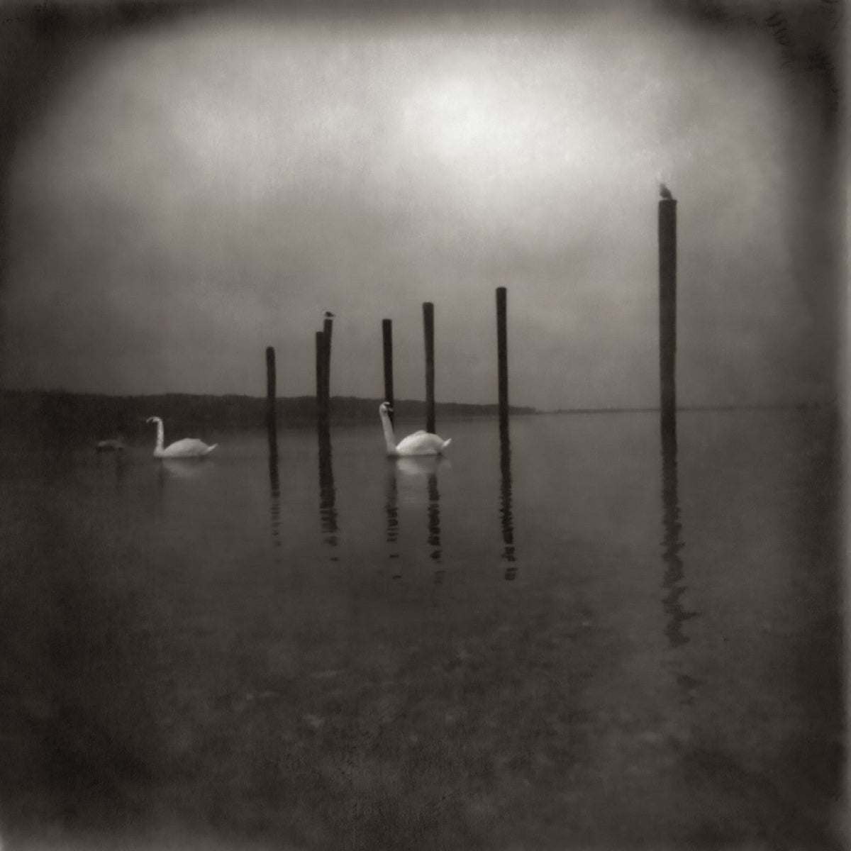 OM - Conference Of The Birds - Vinyl