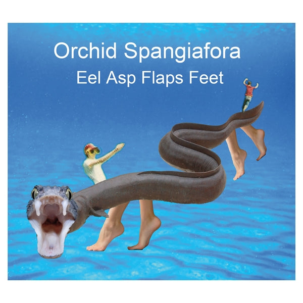 ORCHID SPANGIAFORA - Eel Asp Flaps Feet - CD