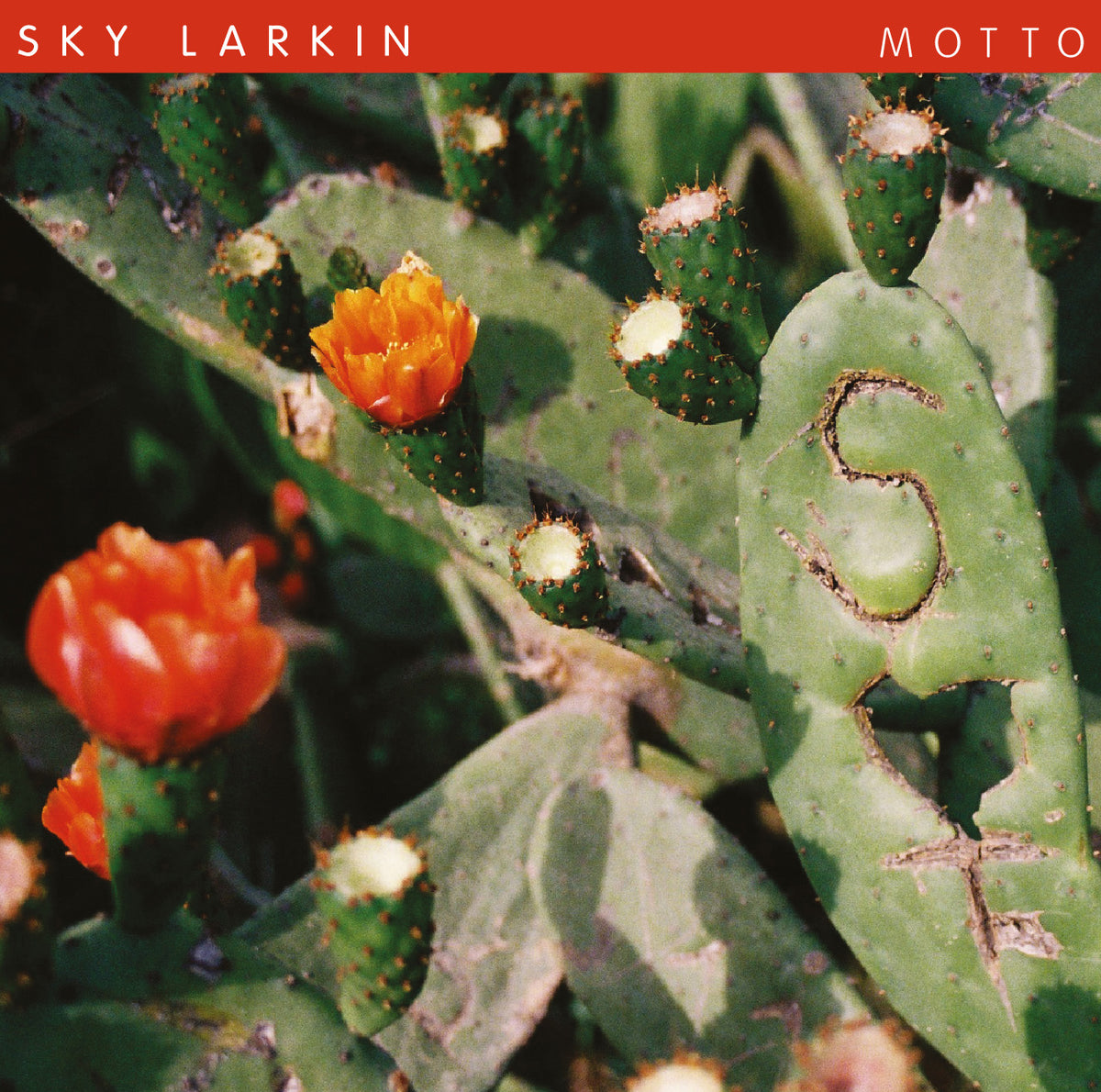 Sky Larkin - Motto - Vinyl