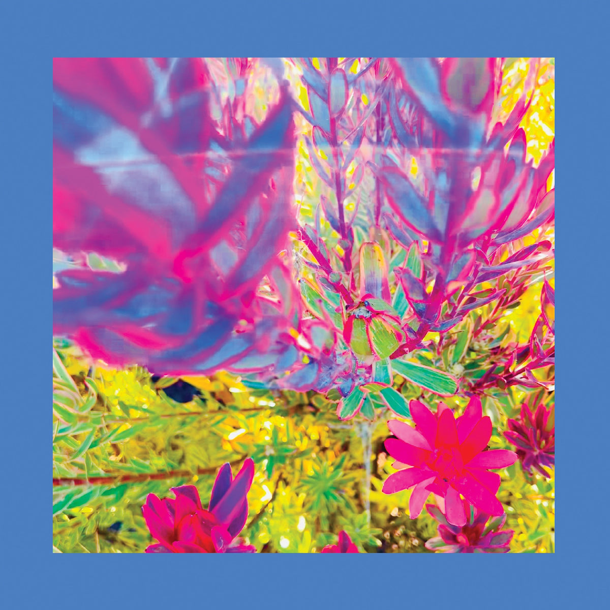 The Reds Pinks & Purples - The Past Is A Garden I Never Fed (Neon Pink Vinyl) - Vinyl